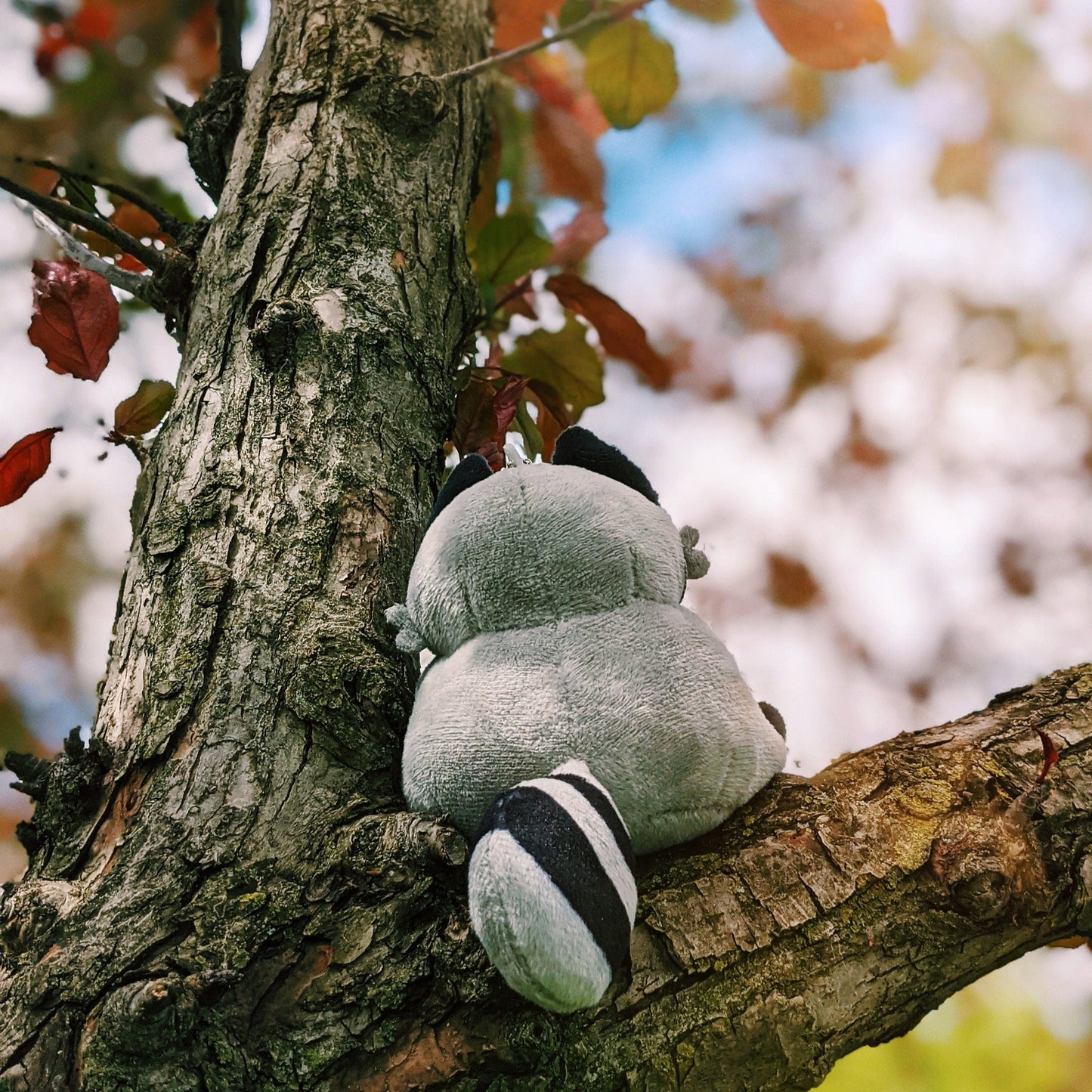 A photograph of Chaps the Trash Panda Plush. Chaps is hanging out in a autumn tree admiring the red leaves. The Chaps plush is a small handsize raccoon plush toy holding a slice of pizza.