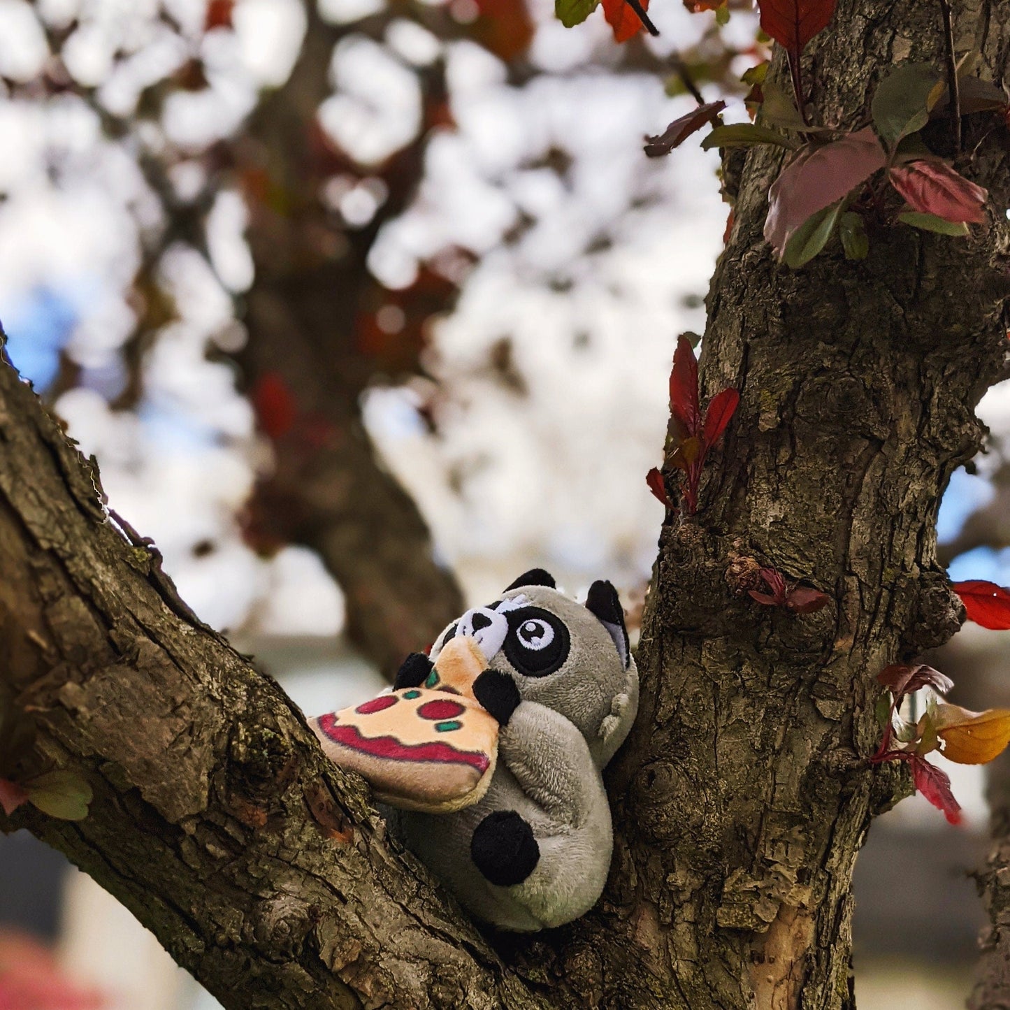 A photograph of Chaps the Trash Panda Plush. Chaps is hanging out in a autumn tree admiring the red leaves. The Chaps plush is a small handsize raccoon plush toy holding a slice of pizza.